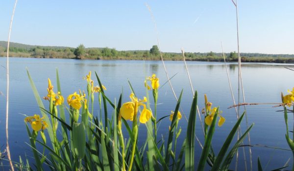 Reserve-naturelle-des-dunes-et-marais-d-Hourtin