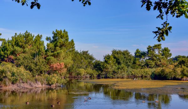 reserve-naturelle-hourtin
